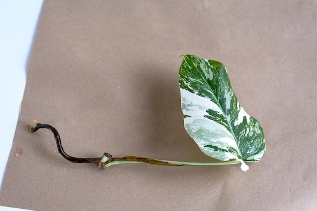 Ukorzeniony kiełek filodendron Monstera Alba do doniczkowania Rozmnażanie sadzonek roślin domowych i uprawa