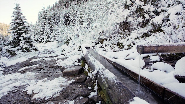 Ukraina cudowne Karpaty Wodospad w zimowym lesie Śnieżny zimowy las Wodospad Wodospad w zimowym śnieżnym lesie Zimowy krajobraz wodospadu