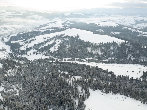 Ukraina cudowne Karpaty Zamarznięty las sosnowy ze śniegiem widziany z góry dronem z lotu ptaka abstrakcyjna fotografia karkonoskiego lasu w górach