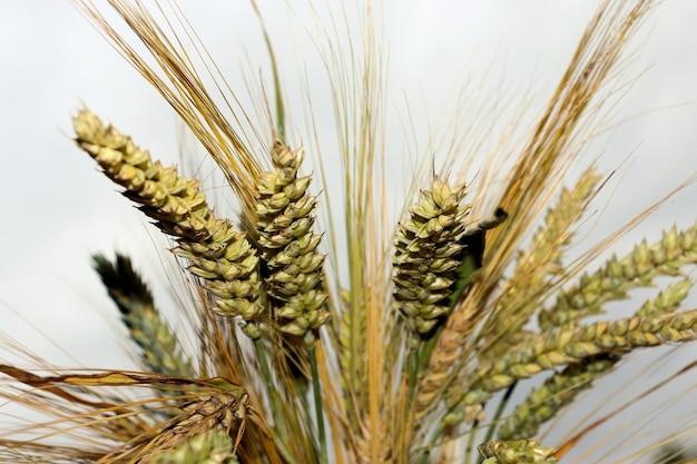 Ukraińcy brakuje żywności zbożowej pszenicy kukurydzy
