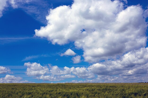 Ukraiński krajobraz. Widok na pole i piękne niebo z chmurami, Ukraina