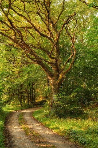 Ukryta ścieżka w gęstym lesie w słoneczny letni poranek Bajkowy krajobraz ze szlakiem przez magiczne lasy między starymi drzewami i roślinami w wiosenny dzień Sekretna polna droga w naturze