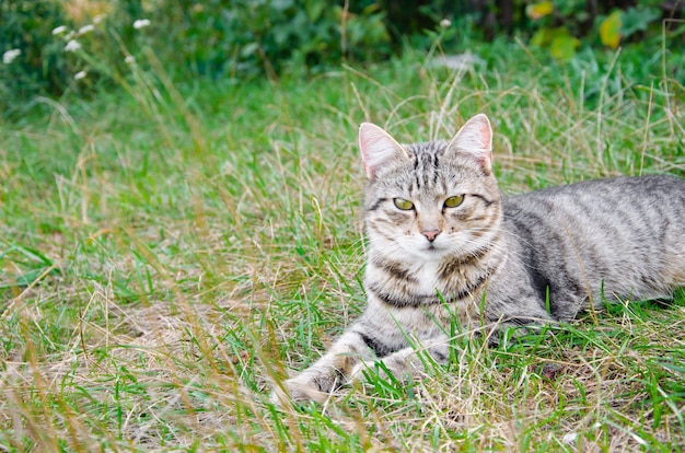 Uliczny kot w kwietniku. Szary puszysty kot siedzi na zielonej trawie.