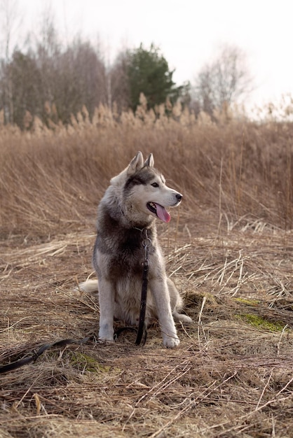 Zdjęcie uliczny portret posłusznego psa husky