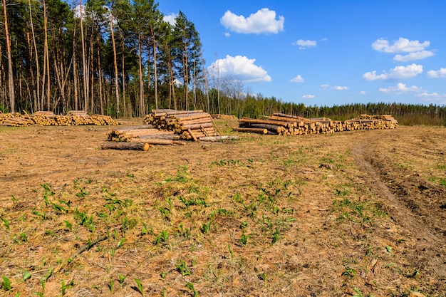 Ułożone kłody drewna sosnowego w lesie. Wycinka lasu. Składowanie drewna