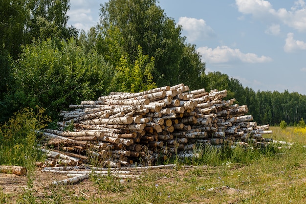 Zdjęcie ułożone stosy kłód.