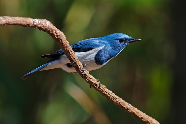 Zdjęcie ultramaryna flycatcher ficedula superciliaris beautiful male birds of thailand