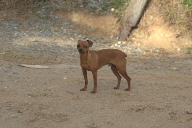 Un perro en el camino.