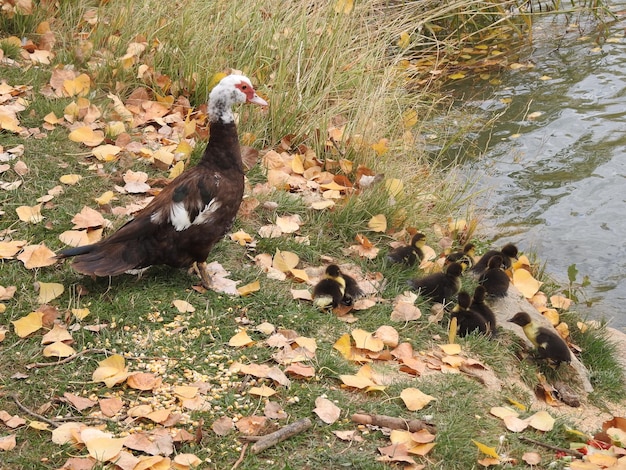 Una familia de patos en la orilla del río