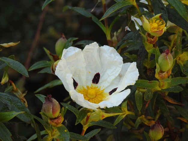 Una jara en flor rodeada de capullos