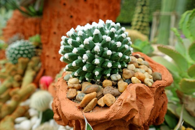 Unikalna Mammillaria doniczkowa Bucareliensis Erusamu Cactus