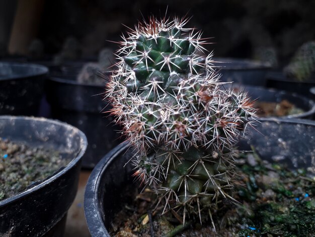 Unikalna roślina cereus tetragonus w ogrodzie