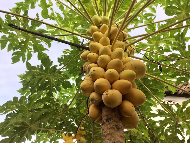 unikalne drzewo owocowe żółtej papai o ciężkich owocach
