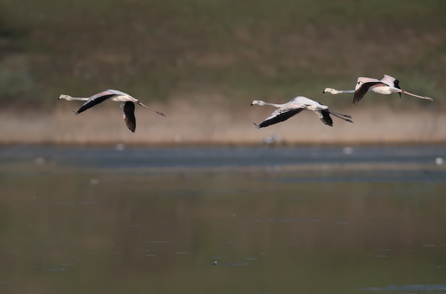 Unikalne Ujęcia Różowych Flamingów Przypadkowo Przelatujących Nad Ujściem Rzeki Tiligulsky Na Ukrainie.