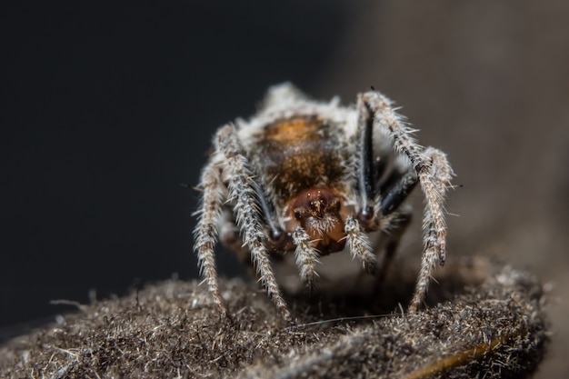 up jumper pająk zbliżenie kolor pajęczak
