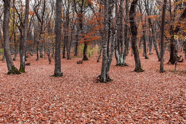 Upadłe czerwone liście na ziemi w jesiennym lesie w pochmurnych pniach pogodowych