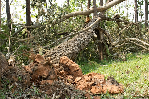 Upadłe drzewa uszkodzone przez naturalną burzę wiatru