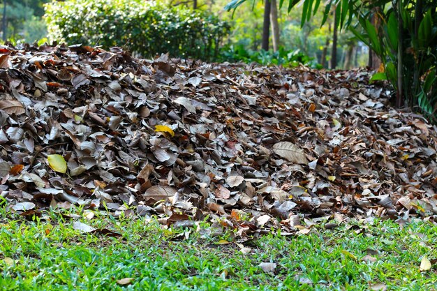 Upadłe liście do kompostu