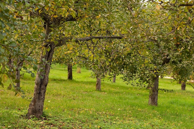 Upadłe liście jabłoni na trawie jesienią