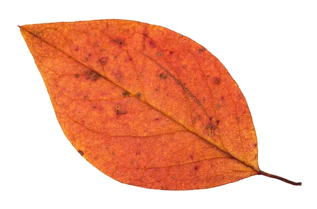 Upadły jesienny czerwony liść jabłoni na białym tle