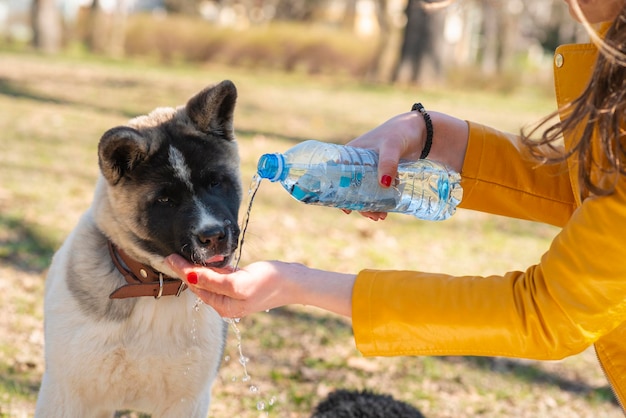 Upalny dzień z psem Pies pije wodę z plastikowej butelki swojego właściciela