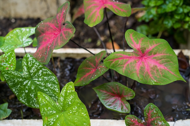 Zdjęcie uprawa caladium bicolor w białej doniczce