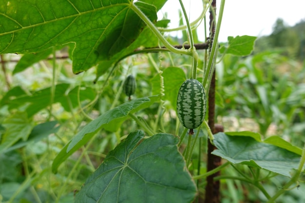 uprawa cucamelon lub mysiego melona w przydomowym ogrodzie owoce i kwiat żniwa cucamelon