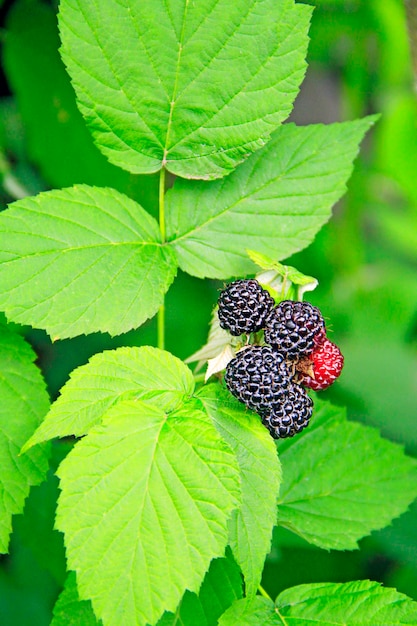 Uprawa czarnej maliny z dojrzałymi jagodami Świeża i słodka czarna malina wisząca na gałęzi Zbliżenie dojrzałych malin w ogrodzie owocowym Zbiory Rubus occidentalis