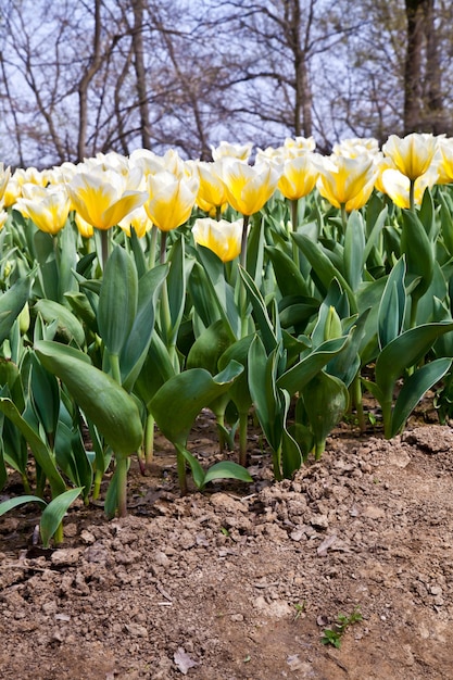 Uprawa Darwin Hybrid Tulip Jaap Groot: żółto-biała dwukolorowa, grupa wieloletnich