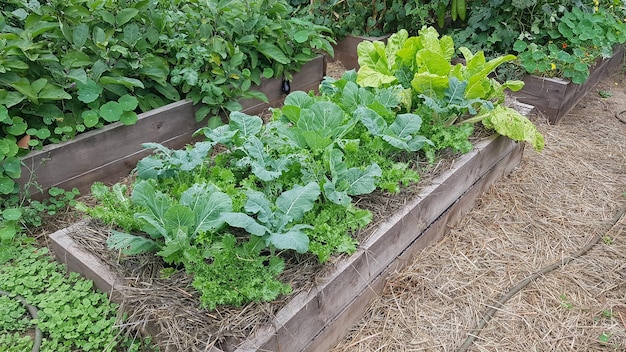 uprawa kapusty chard i endive w podwyższonym drewnianym łóżku koncepcja stowarzyszenia upraw