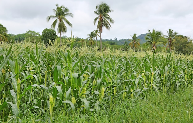 Uprawa kukurydzy szybko rośnie, Young Ripening Maize.