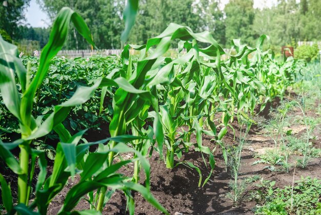Zdjęcie uprawa kukurydzy w ogrodzie w okresie letnim koncepcja rolnictwa i hodowli pole gospodarstwa z uprawą warzyw kukurydza rośliny produkcja kukurydzy