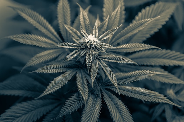 Uprawa makro konopi kwiat marihuany. czarno-białe zdjęcie