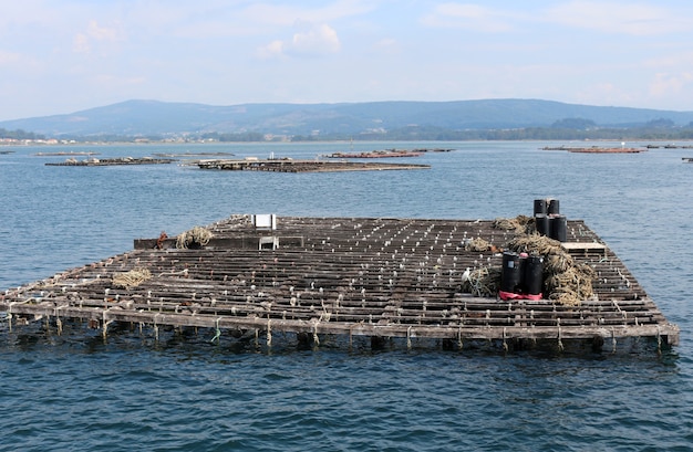 Uprawa Małży I Ostryg, Platforma Półzanurzona Batea, Uprawa Morska, O'grove, Galicja, Hiszpania