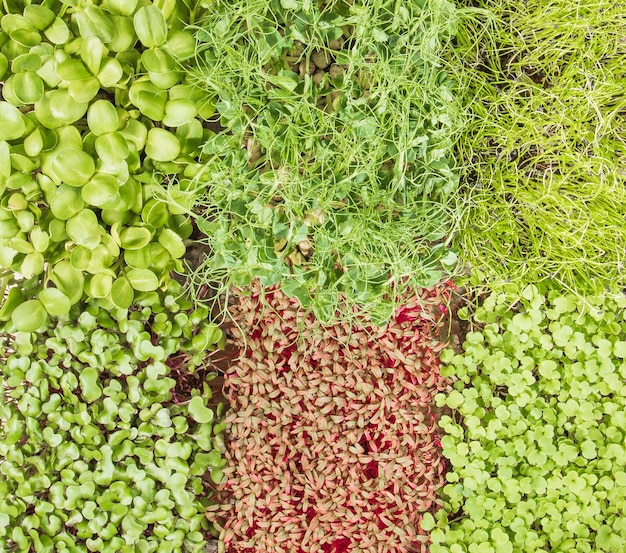 Uprawa microgreens Domowy mini ogród Wzór liści młodych pędów różnych roślin widok z góry