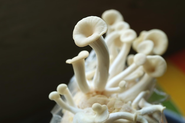 Uprawa niedojrzałych grzybów ostrygowych