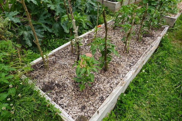 uprawa papryki w ogrodzie na podwórku Uprawa pepper plant Capsicum kwiat chili owoc