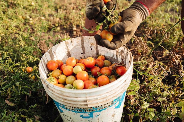 Uprawa pomidorów cherry w Apulii na południu Włoch