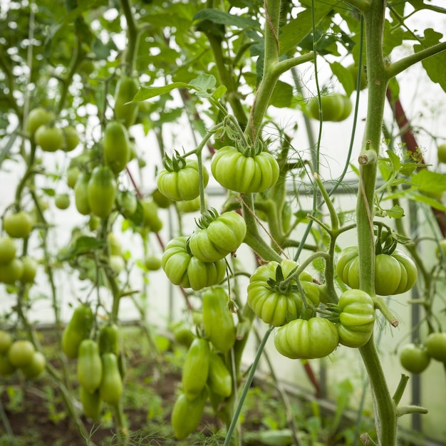 Uprawa pomidorów w ogrodzie Ekologiczne zielone pomidory na gałęziach w zielonym domu