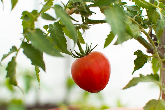 Uprawa pomidorów w szklarni Produkcja naturalnych warzyw organicznych Miejsce na tekst