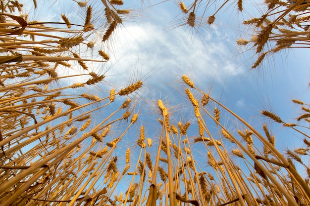 Zdjęcie uprawa pszenicy na tle zachmurzonego nieba. agronomia i rolnictwo. przemysł spożywczy.