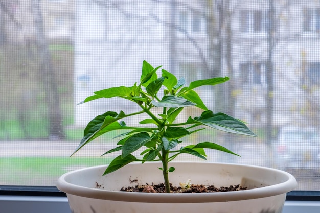 Uprawa roślin domowych Kiełek ostrej papryki na parapecie w domu