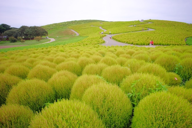 Uprawa rośliny Kochia w Hitachi Seaside Park, Ibaraki, Japonia.