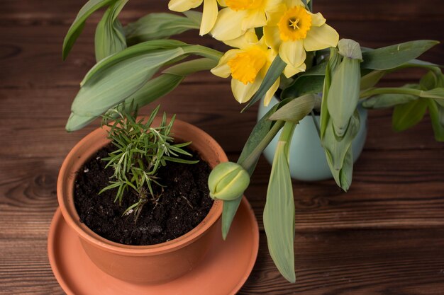 Uprawa rozmarynu w ceramicznej doniczce na drewnianym tle Kwitnące tulipany w wazonie florystyka i pielęgnacja roślin kwiaty