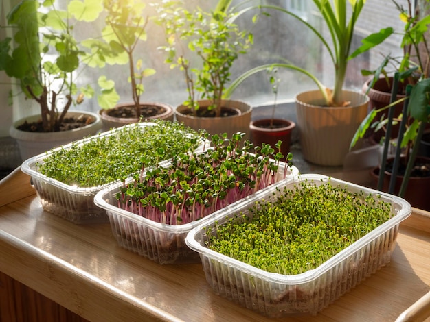 Uprawa różnych mikrozielonych roślin i radyszy w domu w świetle słonecznym