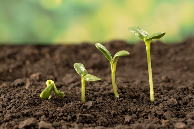 Uprawa sadzonek z żyznej gleby rolnictwo ogrodnictwo Ewolucja wzrostu roślin od nasion do sadzonki koncepcja wzrostu gospodarczego przemysł agrarny i ekologia