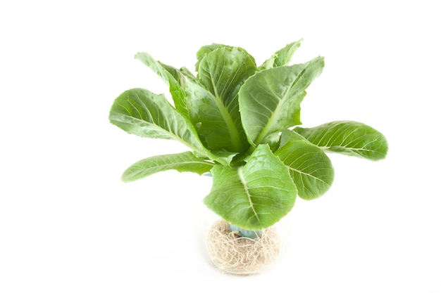 Zdjęcie uprawa warzyw hydroponicznych ekologiczna uprawa warzyw hydroponicznych