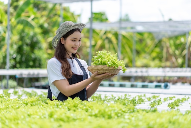 Uprawa Warzyw Hydroponicznych. Młoda Azjatycka Kobieta Uśmiech Zbiera Warzywa Z Jej Farmy Hydroponicznej.