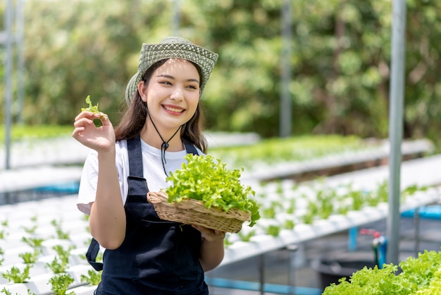 Uprawa warzyw hydroponicznych. Młoda azjatycka kobieta uśmiech zbiera warzywa z jej farmy hydroponicznej.