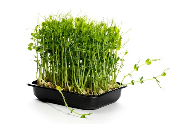 Uprawa zielonego groszku w domu w płytce microgreen